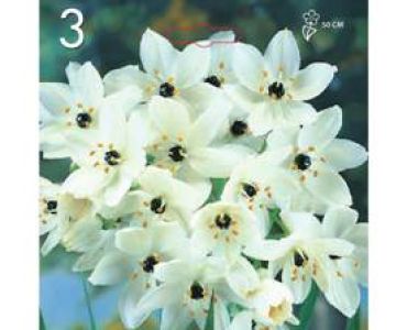 Орнитогалум (Гарвански лук)